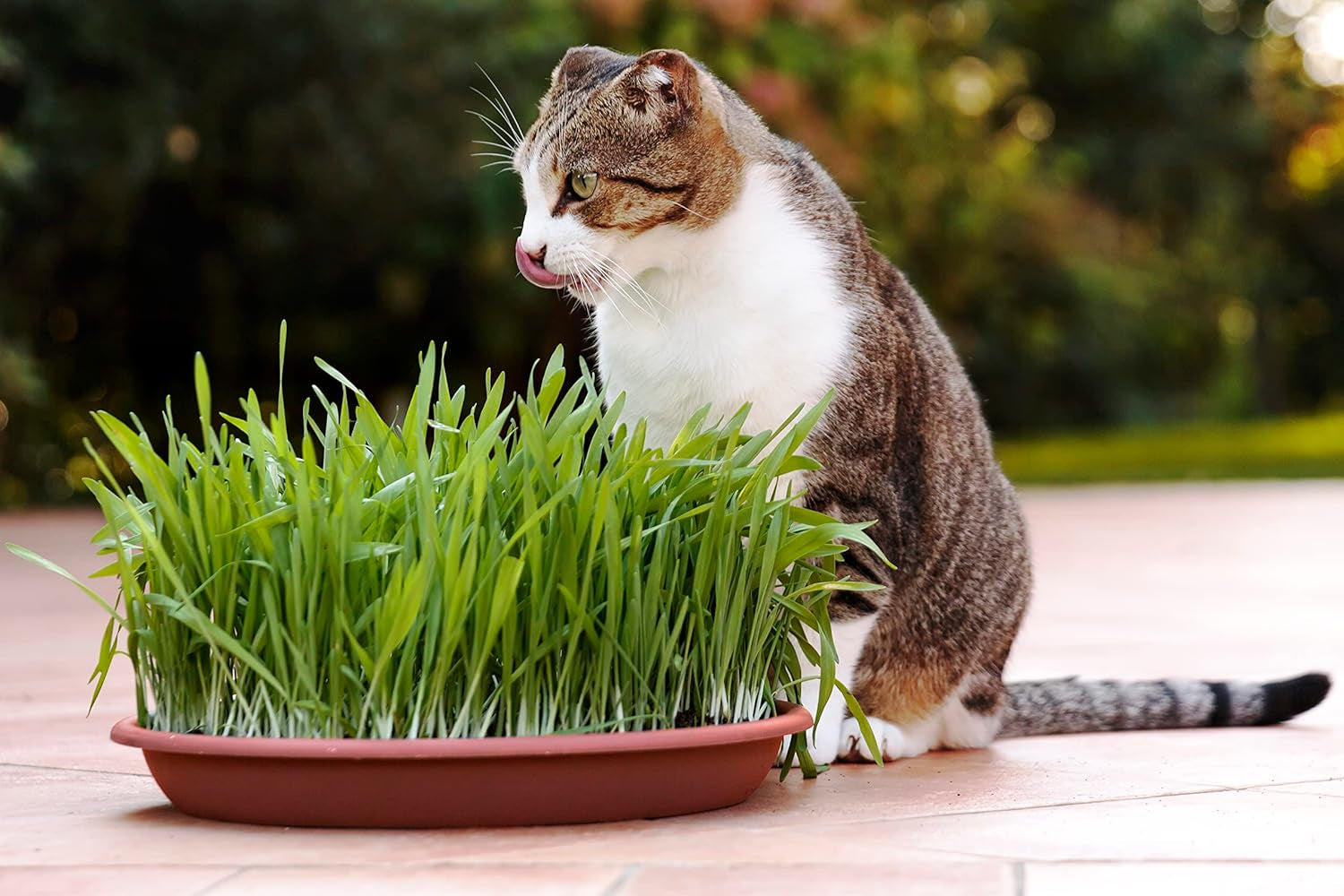 R&R SHOP - Mischung Aus Katzenminzensamen, Schnelles Wachstum Für Eine Glückliche Katze, Hochwertige Europäische Samen (150Gr)