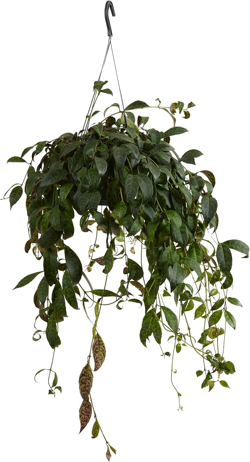 Bloomique – Aeschynanthus Marmoratus – Lippenstiftpflanze – Hängepflanze – Zimmerpflanzen – Haustierfreundlich – Luftreinigend – 30–40 Cm Hoch – Topf 17 Cm