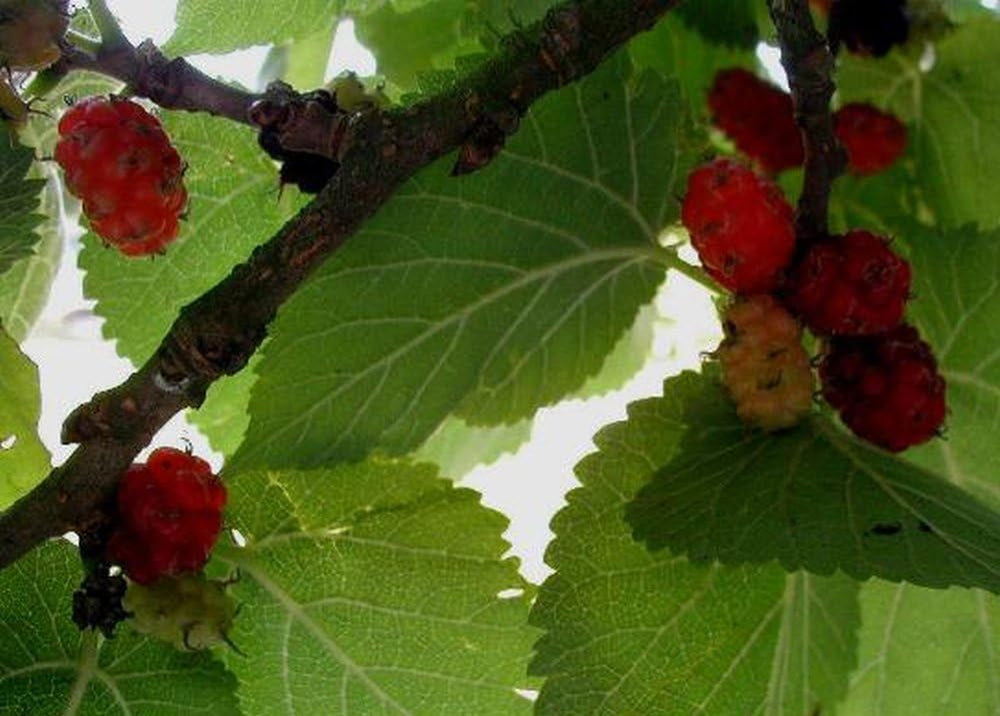SAFLAX - Garden in the Bag - Schwarzer Maulbeerbaum - 200 Samen - Mit Anzuchtsubstrat Im Praktischen, Selbst Aufstellenden Beutel - Morus Nigra