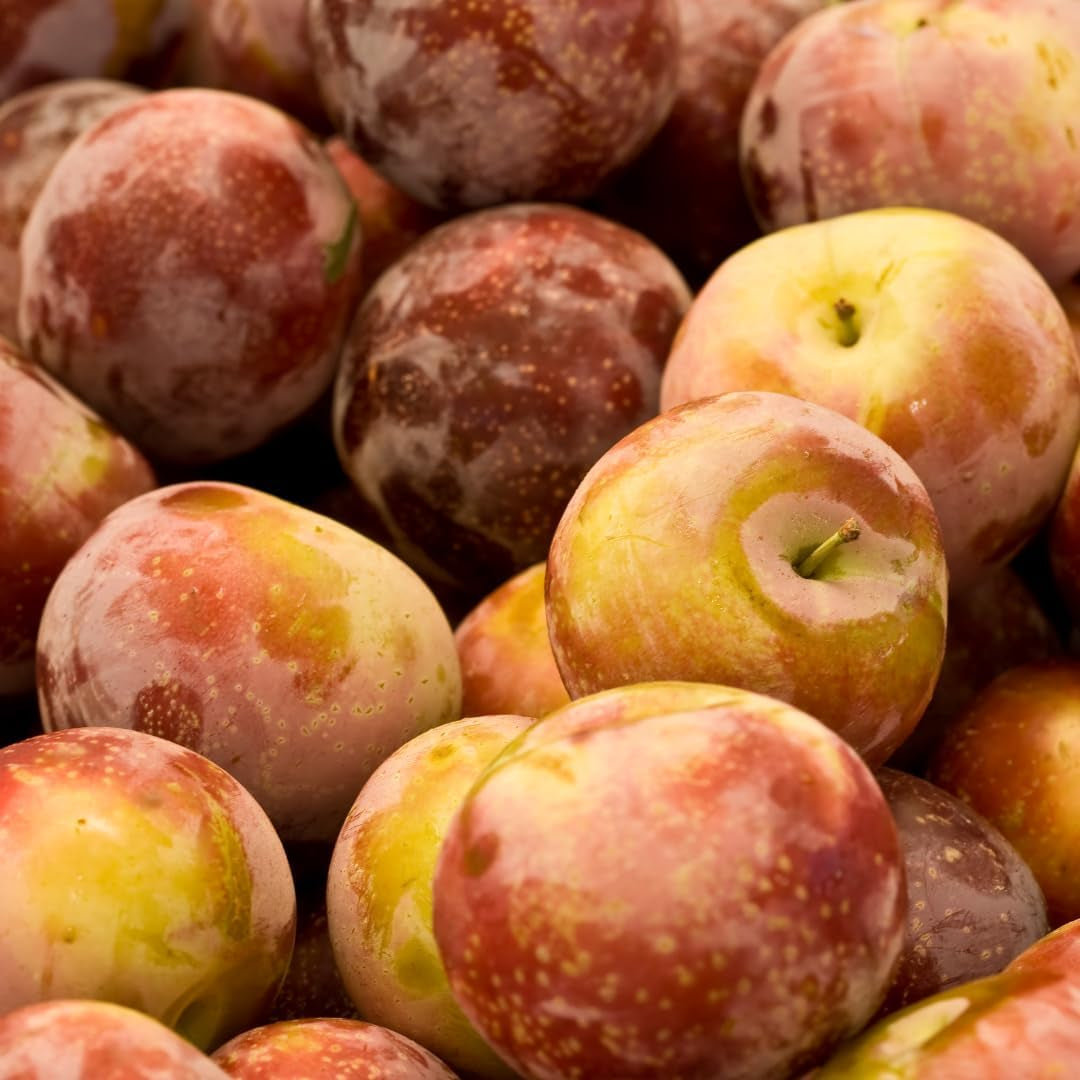 Pflaumen Son Gold - Obstpflanze Auf Blumentopf 20 - Baum Max 170 Cm – 2 Jahre Anbau Italien