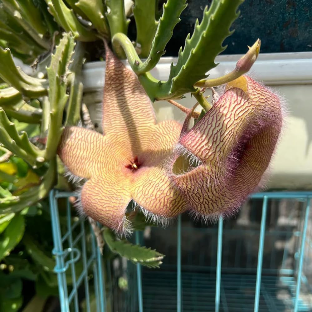 Stapelia - Balkonpflanzen Seltene Sukkulenten Grünpflanzen Zimmerpflanzen Balkongewächshäuser Für Sonnige Plätze Kräuterpflanzen Dekopflanzen Wohnzimmer Deko Bio Exotische Alte 15Samen