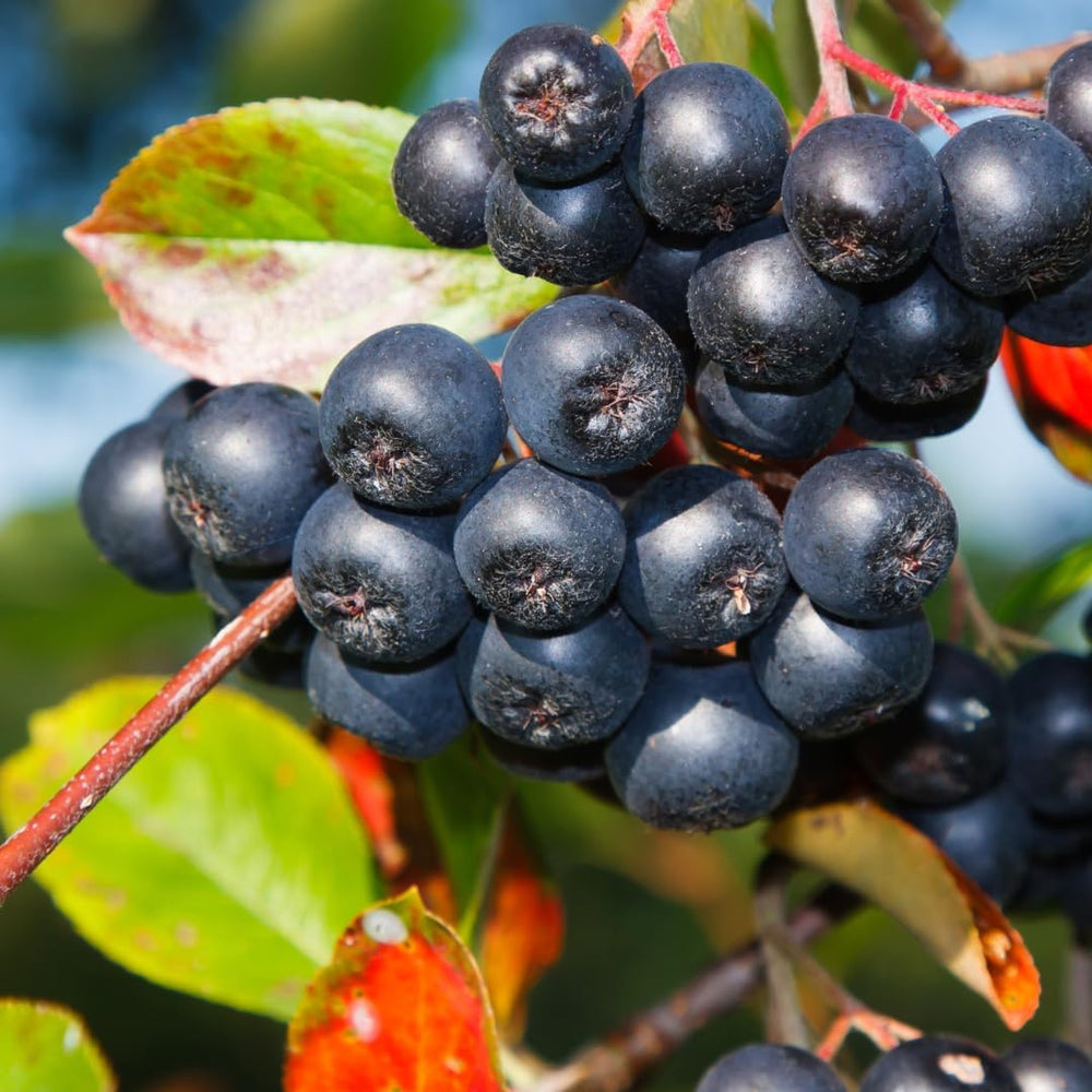 Aronia Melanocarpa Schwarz Obstpflanze Auf Topf Von 20 - Baum Max. 100-120 Cm - 2 Jahre