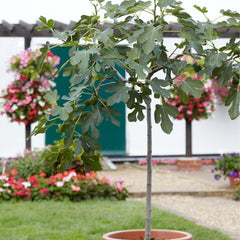 Bloomique - Ficus Carica Brown Turkey - Feigenbaum - Obstbäume - Gartenpflanzen - Winterhart - 80-100 Cm Hoch - Topf 21 Cm