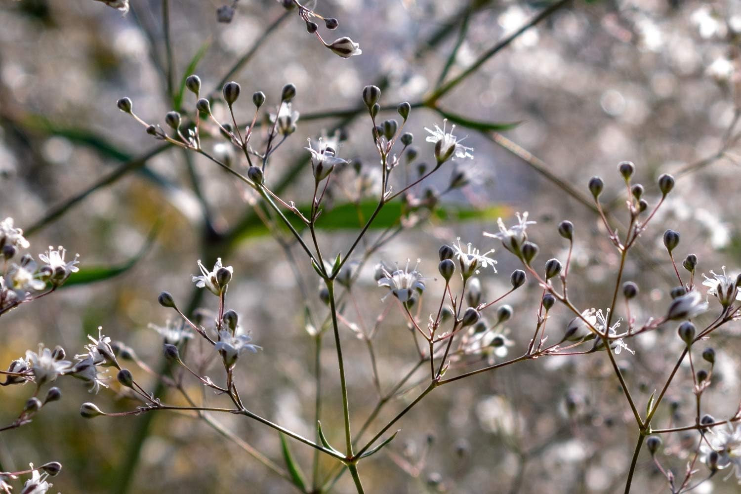 SAFLAX - Heilpflanzen - Echtes Mädesüß - 500 Samen - Mit Keimfreiem Anzuchtsubstrat - Filipendula Ulmaria