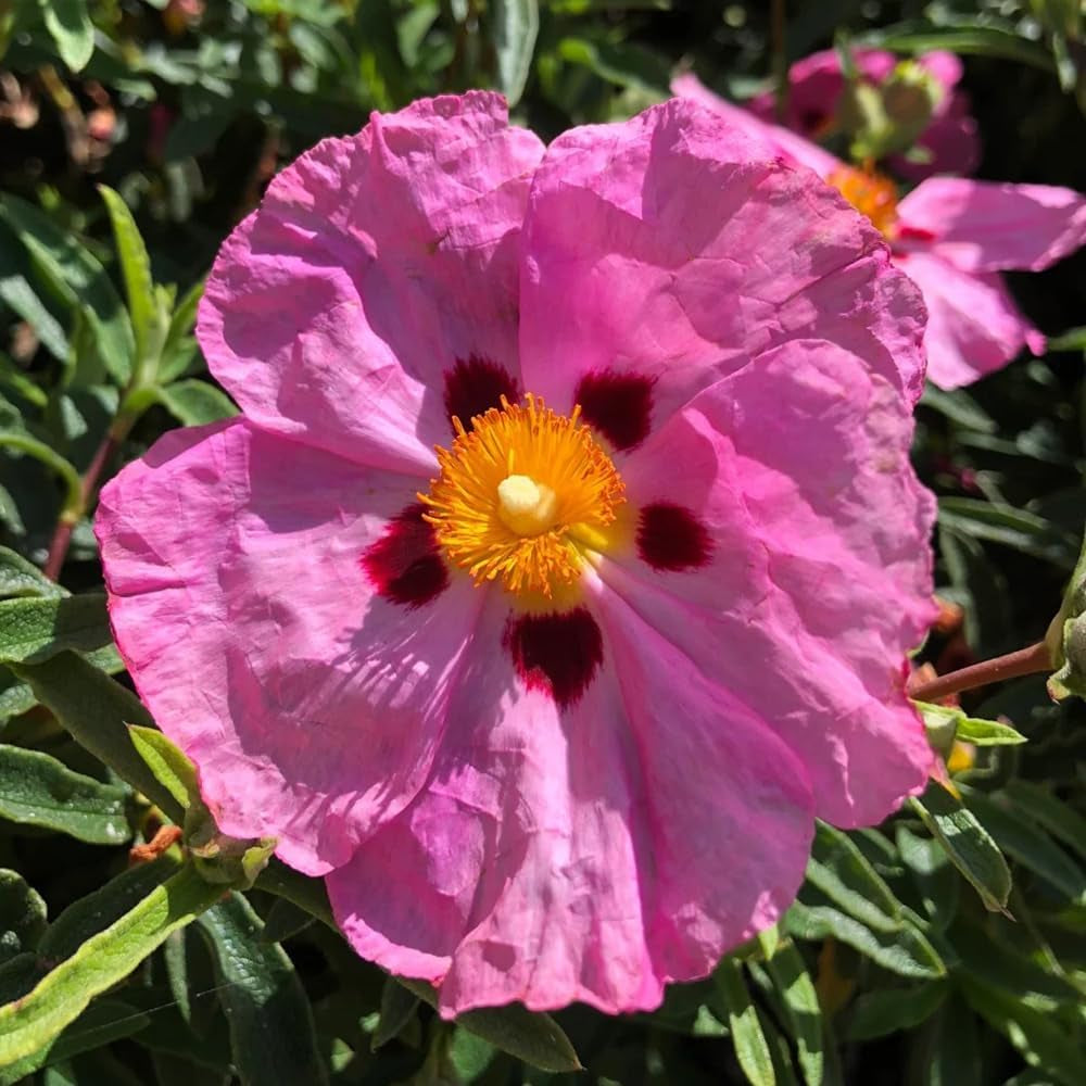 Zistrose Exotische Bio Grünpflanzen Cistus Creticus Deko Wohnzimmer Balkon Topfpflanzen Nachhaltige Geschenke Zimmerbonsai Schnittblumen Hecken Sträucher Herbst Deko Gartendeko Für 130Samen