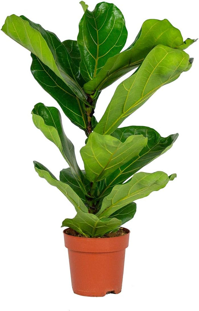 Bloomique - 2Er Set - Ficus Lyrata - Geigenfeige - Zimmerpflanzen Groß - Pflegeleicht - Luftreinigend - Höhe 60-70 Cm - Topf 17 Cm