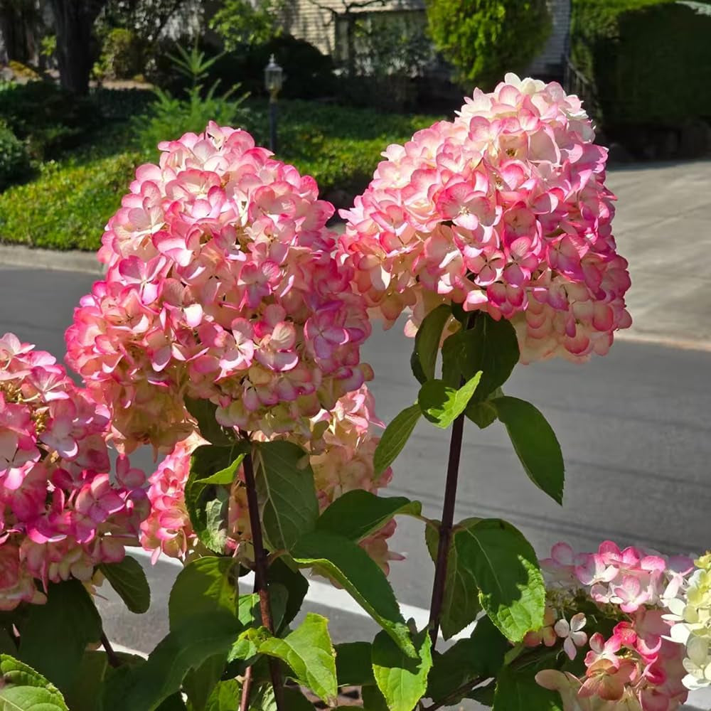Rispenhortensie Balkonpflanzen Ausgefallene Geschenke Hydrangea Paniculata Seltene Zimmerpflanzen Gartendeko Für Draußen Kräuterpflanzen Bio Balkon Blumendeko Minigarten Schnell 25Samen