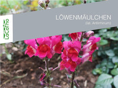 Löwenmäulchen Samen (Lat. Antirrhinum) – Mehrjährige Blütenpracht Für Garten & Balkon | Bunte & Lange Blütezeit | Fördert Biodiversität & Lockt Hummeln Und Bienen an | Samen Aus DE (5.000 Samen)