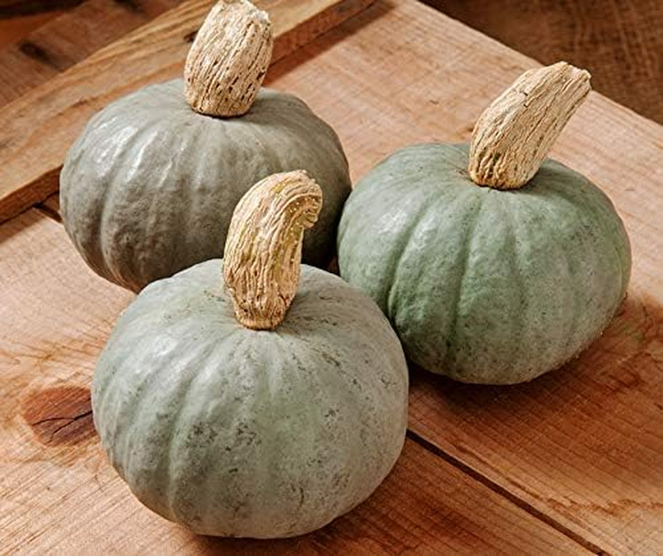 Shokichi Shiro Grey F1 Kürbissamen Von Bobby-Seeds, Portion