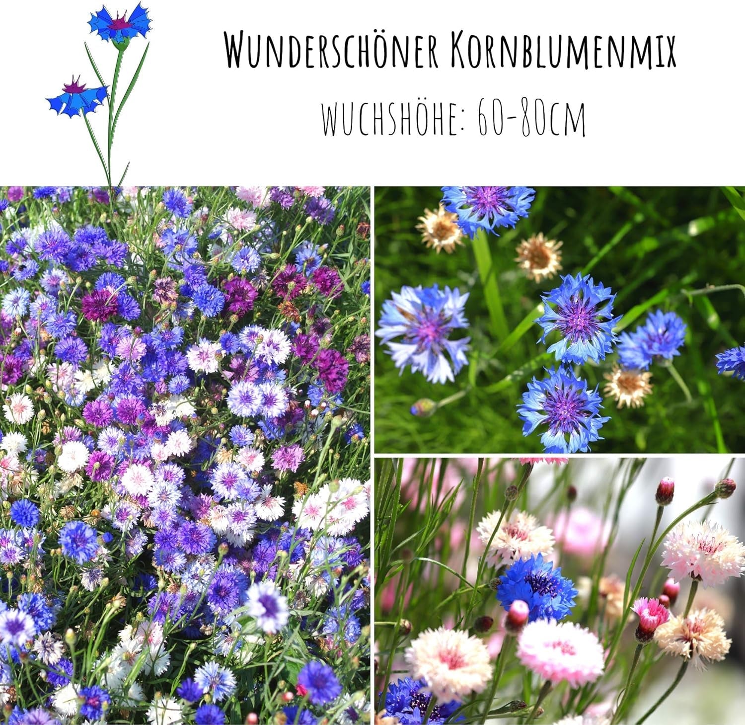 Semințe de albăstrele (Centaurea cyanus) - Flori frumoase și vibrante, cu o perioadă lungă de înflorire, pentru o pajiște cu flori colorate (Mix, 1000 de semințe, 80 cm)