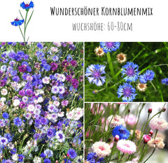 Semințe de albăstrele (Centaurea cyanus) - Flori frumoase și vibrante, cu o perioadă lungă de înflorire, pentru o pajiște cu flori colorate (Mix, 1000 de semințe, 80 cm)