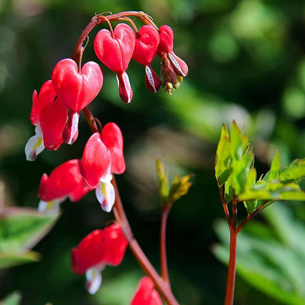 Tränendes Herz, Dicentra Spectabilis - Wildblumen Exotische Blumenbeet Seltene Zimmerpflanzen Frühlingsblume Winterharte Kübelpflanzen Büropflanzen Herbstpflanzen Wiesensaatgut Garten 160Samen