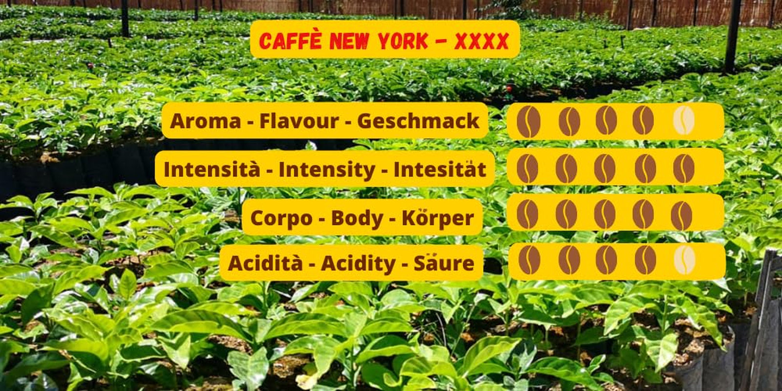 Caffè New York - XXXX - Cafea boabe întregi - 1000g