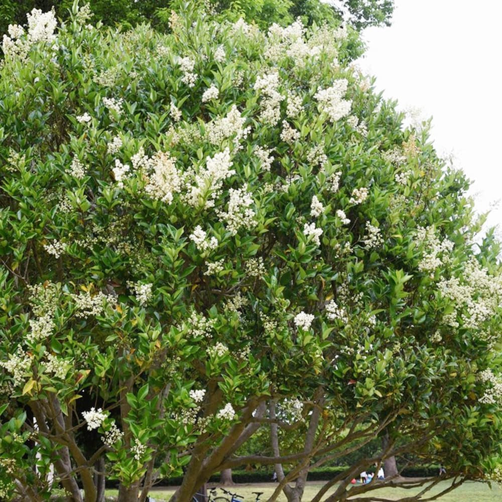 Liguster, Ligustersamen Seltene Gartendeko Für Draußen Liguster Schnell Wachsende Sträucher Winterharte Garten Deko Gartenpflanzen Winterhart Mehrjährig Pflanzensamen Bodendecker 60Samen