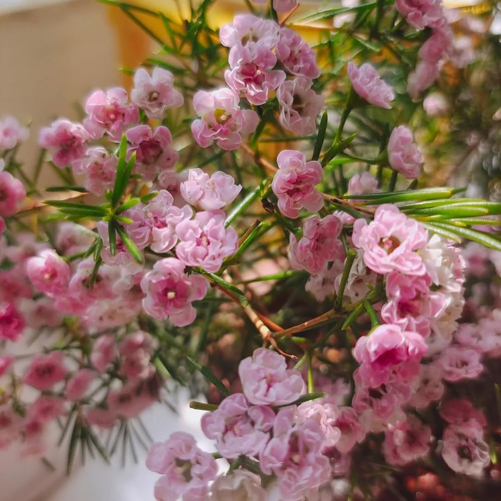 Chamelaucium Uncinatum - Garten Baumsamen Bonsai Ausgefallene Geschenke Bonsaibaum Kletterpflanzen Herbst Deko Wohnzimmer Balkon Zimmerpflanze Immergrüne Gartenpflanzen Winterhart 85Samen
