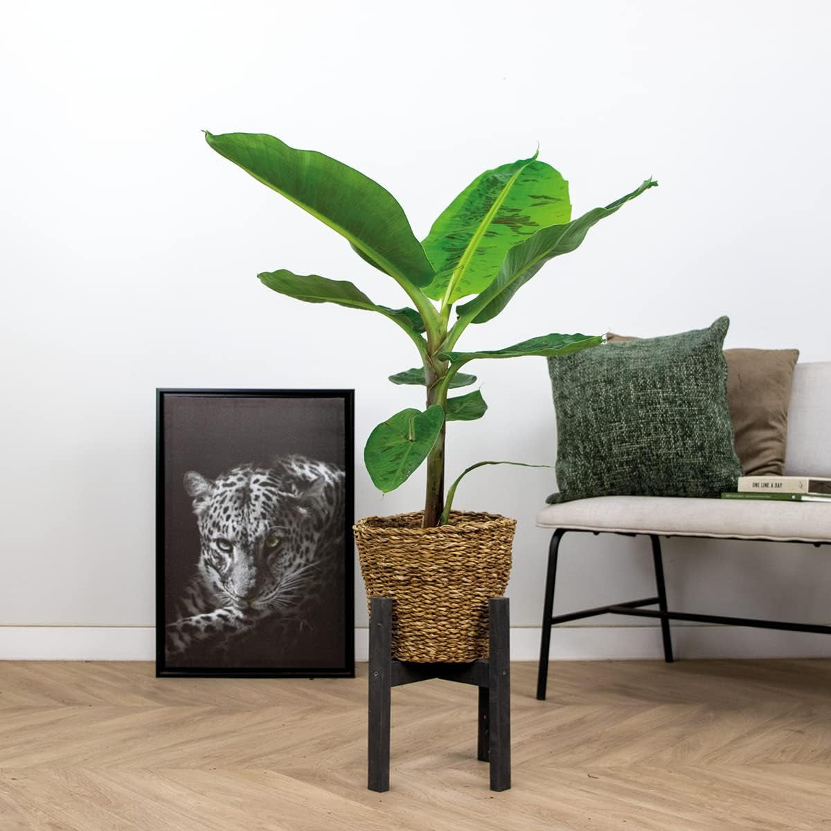 Bloomique - Musa Dwarf Cavendish - Bananenpflanze - Zimmerpflanzen - Luftreinigend - Tierfreundlich - 80-100 Cm Hoch - in Seegraskorb 21 Cm