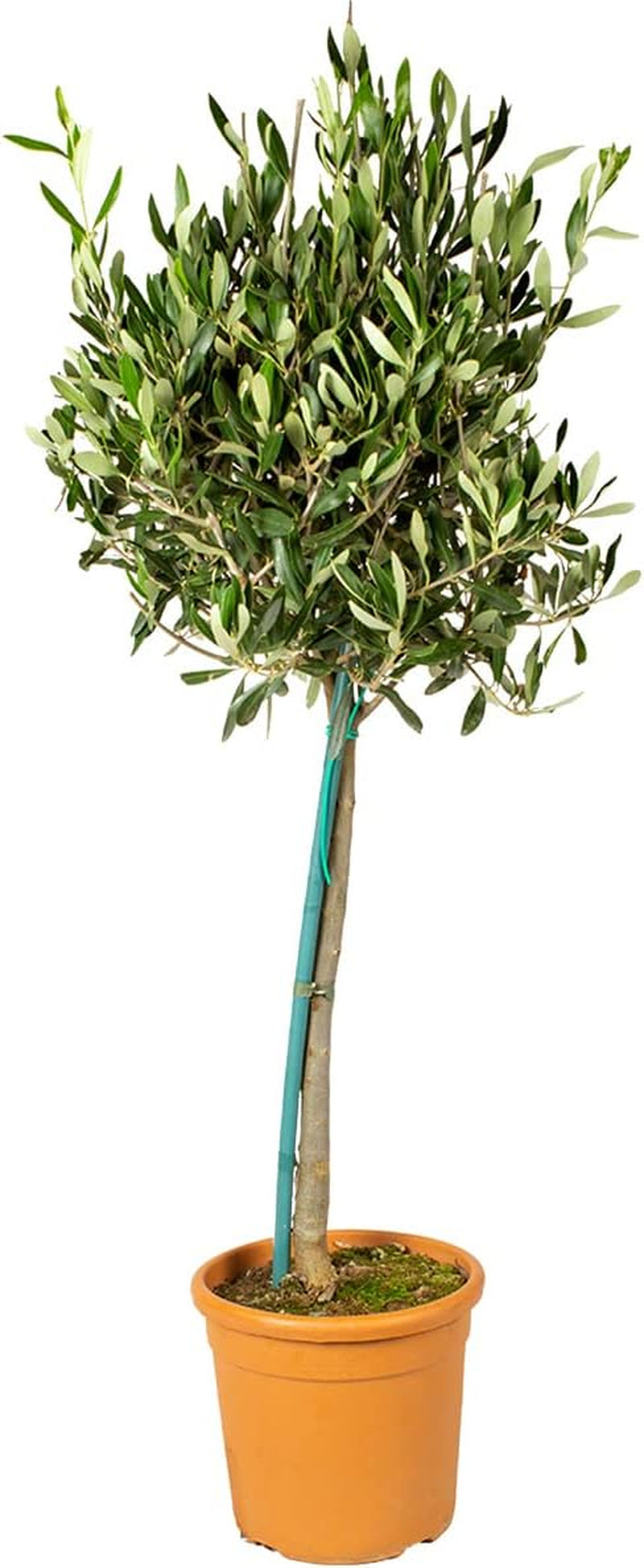 Bloomique - 2Er-Set - Olea Europaea - Olivenbaum Auf Stamm - Gartenpflanzen - Winterhart - Inklusive Pflanzennahrung - 80-100 Cm Hoch - Topf 19 Cm