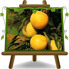 Pflaumenbaum TC Sun - Obstpflanze Topf Ø 24/26 Cm - Max. Wuchshöhe 180 Cm – Alter: 4 Jahre - Italienische Baumschule