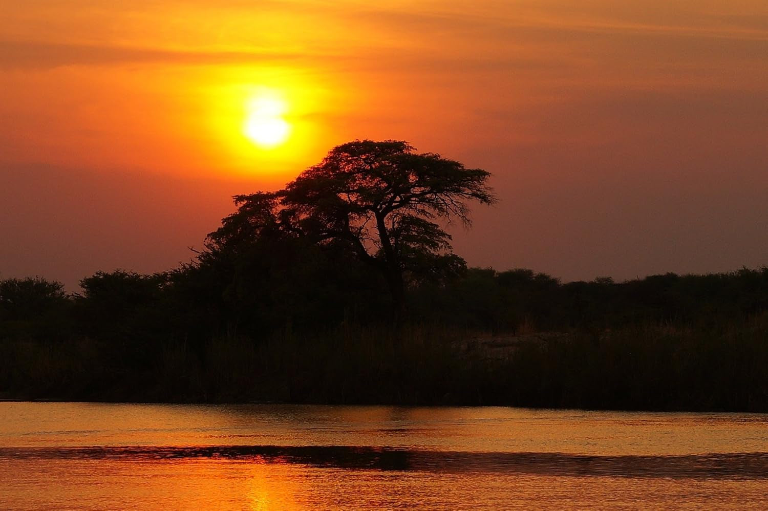 Kaffeespezialität Aus Afrika - Kaffee Aus Kenia - Eine Spezialität Afrikas (gemahlen, 1000g) - Länderkaffee - Spitzenkaffee - Säurearm - Schonend Und Frisch Geröstet