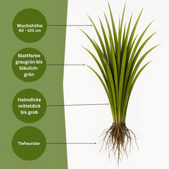 Knaulgras 1Kg Dactylis Glomerata Horstbildendes, Ausdauerndes Obergras Für Wiesen, Weiden Und Feldfutterbau Für 330 M²