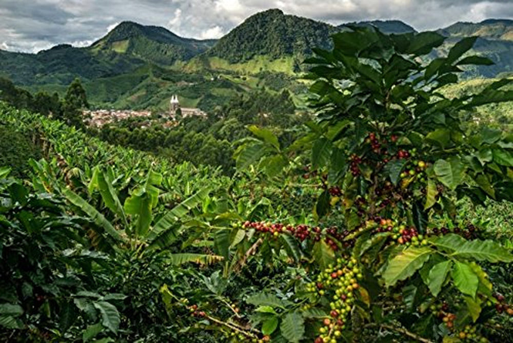 Boabe de cafea Arabica 100% naturale 1 kg – Cafea espresso prăjită intens, cu un amestec de origine columbiană și braziliană – Comerț echitabil.