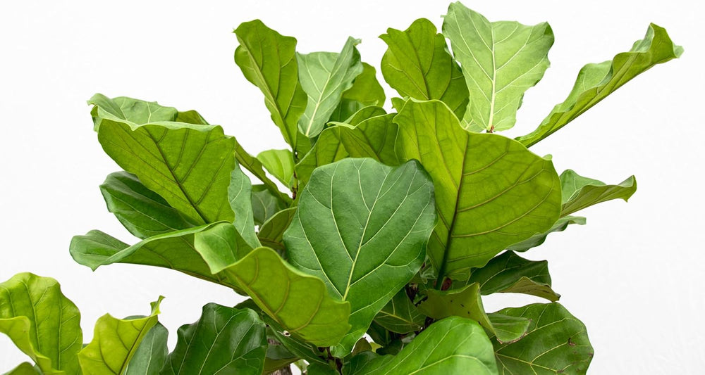 Trendyplants - Ficus Lyrata Baum - Tabakpflanze - Zimmerpflanze - Höhe 160-180 Cm - Topfgröße Ø30Cm