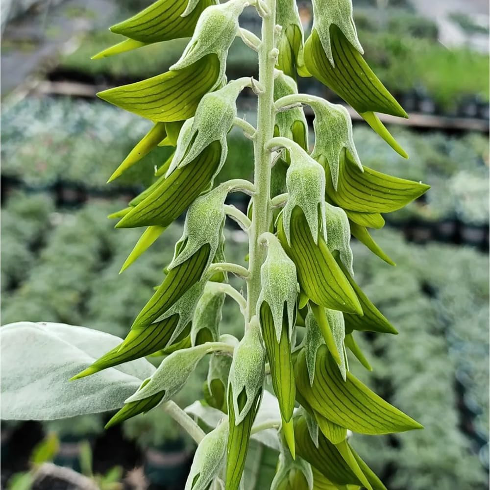 Crotalaria Cunninghamii, Schnellwachsende Sträucher Crotalaria Pallida, Kräuterpflanzen Wildkräuter Kräutergarten Winterhart Heilkräuter Steingartenpflanzen 80Samen