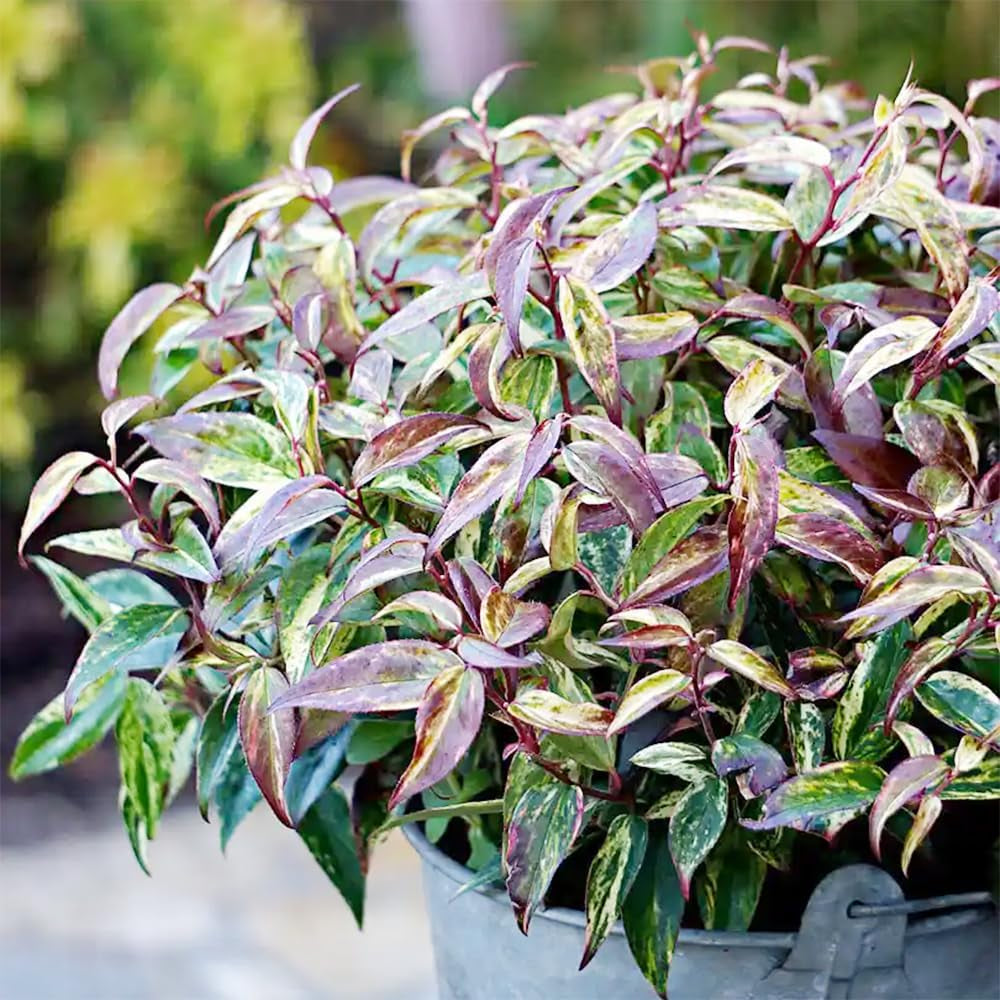Leukothea - Leucothoe Axillaris - Winterharte Garten Sträucher Teingartenpflanzen Winterhart Gartenblumen Blumensamen Balkon Küchenkräuter Wildkräuter Blumenwiese Luftreinigende 130Samen