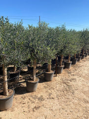 Sunny Tree Olivenbaum Olive '25 Jahre' 160 Cm, A+ Qualität, Winterhart, Olea Lechin Winterhart -18