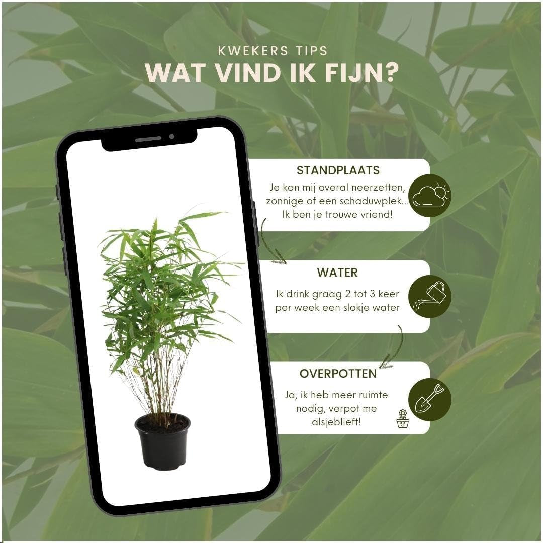 Plants by Frank | Bambus Pflanze Winterhart Im Set Von 6 Pflanzen | Fargesia Rufa | Gartenpflanzen | Gräser Winterhart Mehrjährig |Ø13 Cm | 25 Cm | Keine Wurzelausläufer