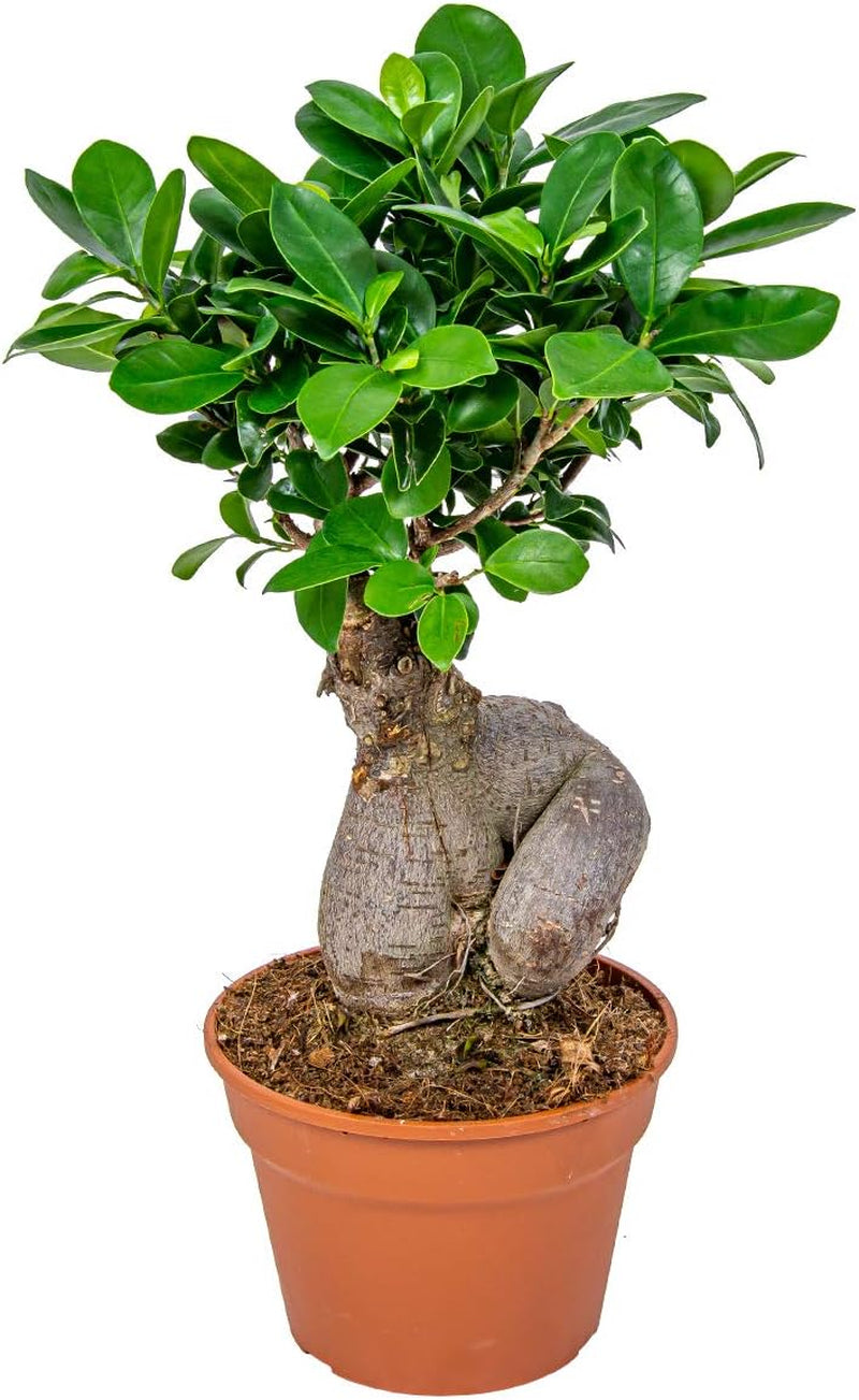 Bloomique - Ficus Ginseng - Bonsai Baum - Zimmerpflanzen - Pflegeleicht - Luftreinigend - Höhe 30-40 Cm - Topf 17 Cm