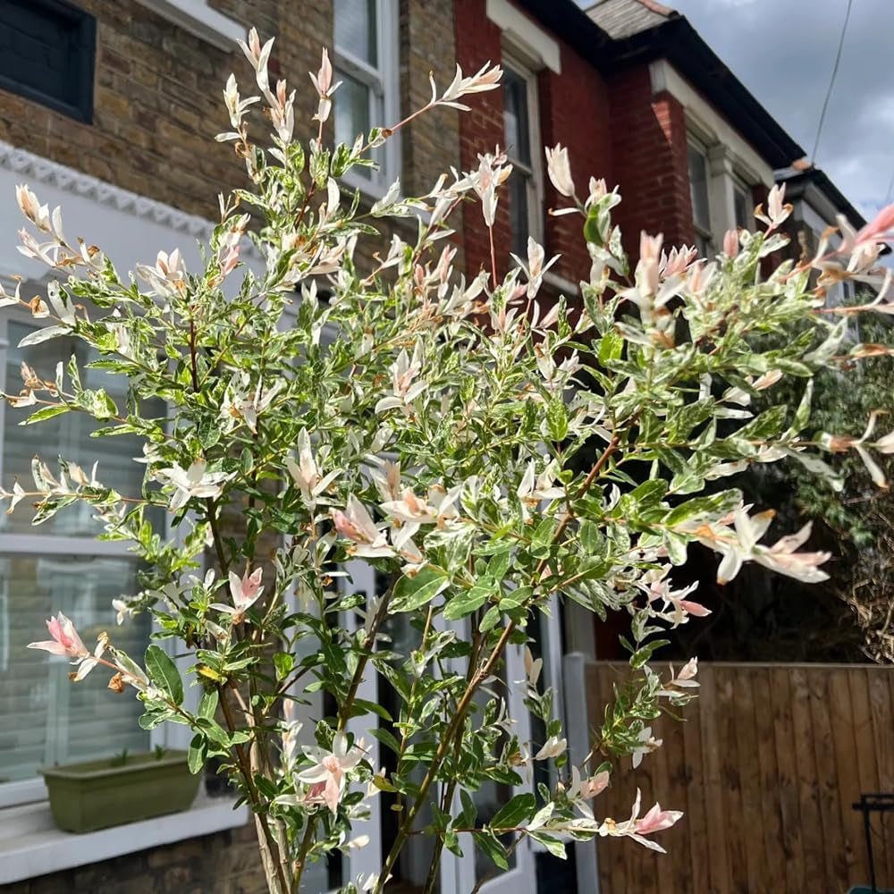 Harlekinweide, Sträucher Garten Salix Integra, Seltene Exotische Immergrüne Sträucher Topfpflanzen Draußen Winterhart Hochbeet 20Samen