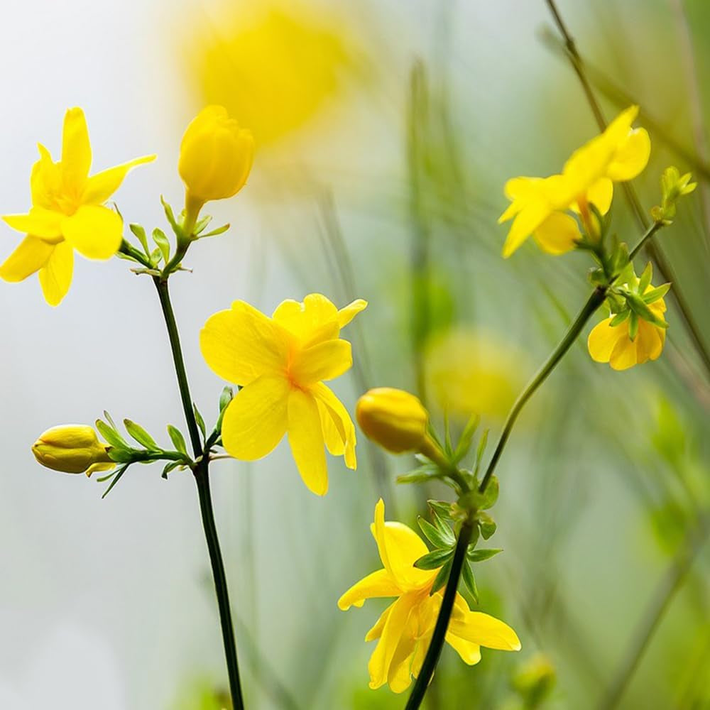 Winterjasmin Hochbeet Kräuterpflanzen Minigarten Winterjasmin Schnell Wachsende Sträucher Ausgefallene Geschenke Herbst Deko Wildblumensamen Schnittblumenv Gartendeko Für Draußen 60Samen