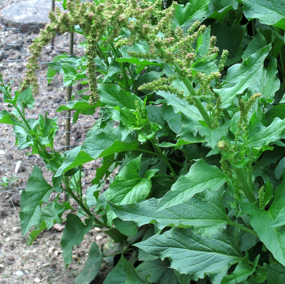 Guter Heinrich (Chenopodium Bonus-Henricus) 90 Bio-Samen Wilder Spinat