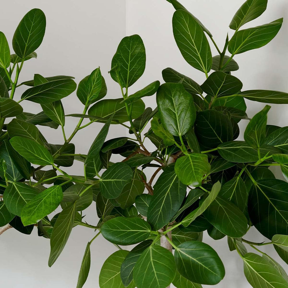 Bloomique - Ficus Carica Brown Turkey - Feigenbaum - Obstbäume - Gartenpflanzen - Winterhart - 80-100 Cm Hoch - Topf 21 Cm