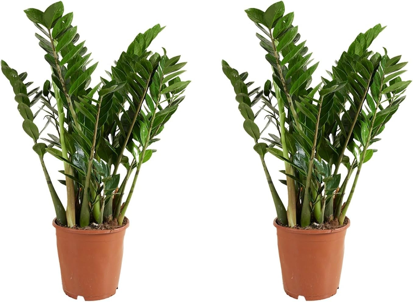 Bloomique | Smaragdpalme Für 2 Stück - Zamioculcas - Zimmerpflanze Im Scheitel ⌀17 Cm - Höhe 60 Cm