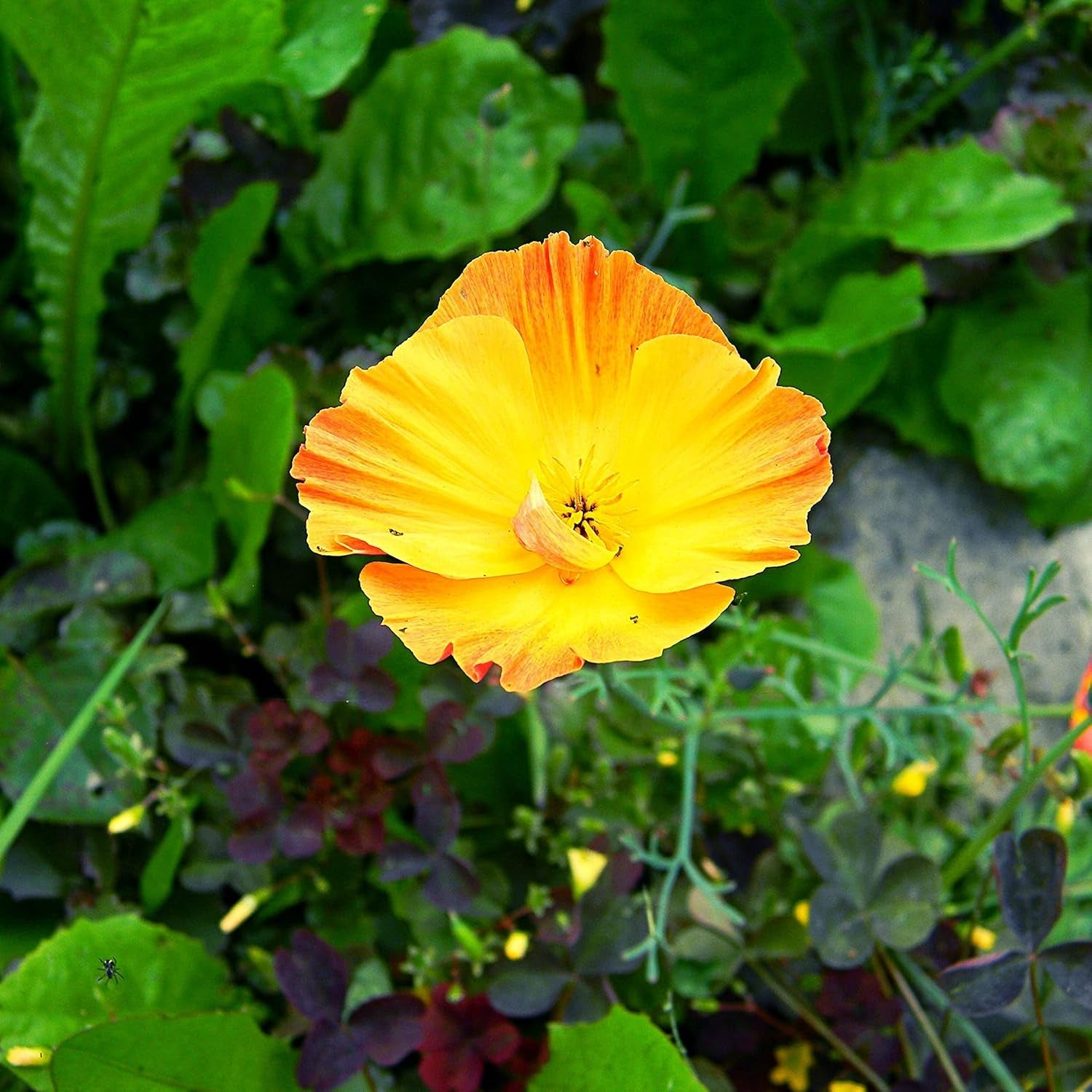 Amestec de semințe de mac californian (Eschscholzia californica) - Maci cu înflorire frumoasă, cu o perioadă lungă de înflorire, pentru o pajiște cu flori colorate (Mac californian)