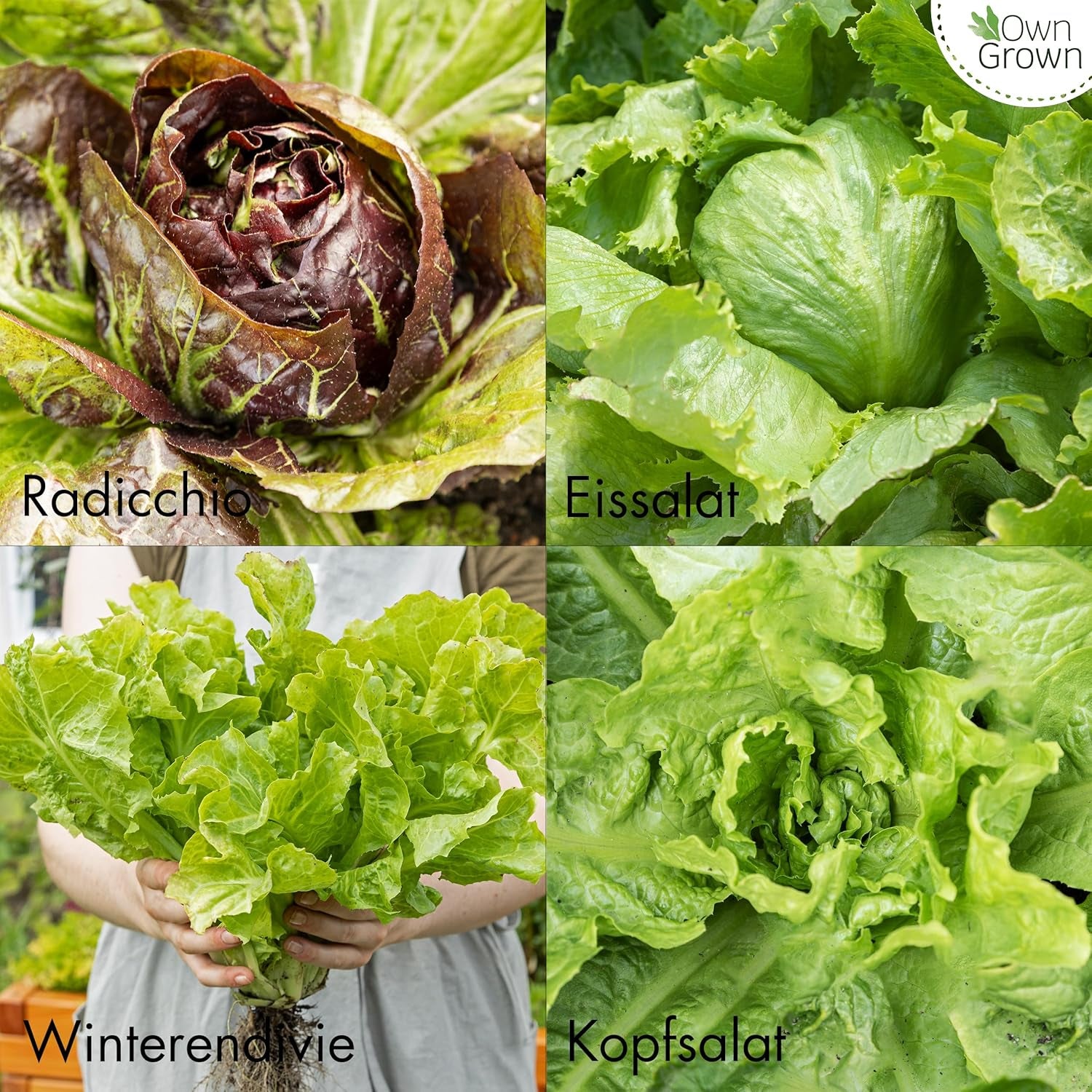 Semințe de salată: Set de 8 soiuri de semințe de salată pentru grădină și balcon – Semințe de salată, frunze de muștar, semințe de salată de miel (Hardy), radicchio, semințe de andive, cicoare – Semințe de legume pentru salată de la OwnGrown