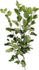 KENTIS - Azzeruolo-Setzling - Echte Freilandpflanzen - Obstpflanze Im Topf - Kulturtopf Ø 24 Cm