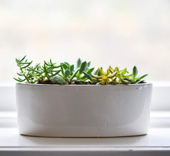 1L Lewatit HD-50, granule de îngrășământ hidroponic de înaltă calitate, pe termen lung, perfect pentru toate plantele ornamentale, efect pe termen lung de până la 6 luni