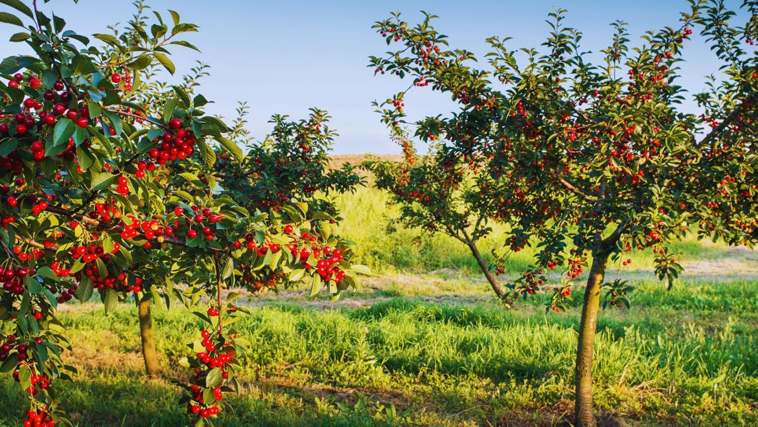 Sauerkirschbaum Visciola Di Ancona – Alte Sorte, Obstpflanze Im Topf Ø 20 Cm — Höhe 150-170 Cm, Alter: 2 Jahre — Selbstfruchtend — Italienische Baumschule