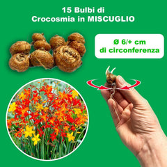 Blumenzwiebeln | Zwiebeln von den besten niederländischen Produzenten | Auswahl und Qualitätskontrolle | Blühgarantie. (15 Crocosmia Mischung)