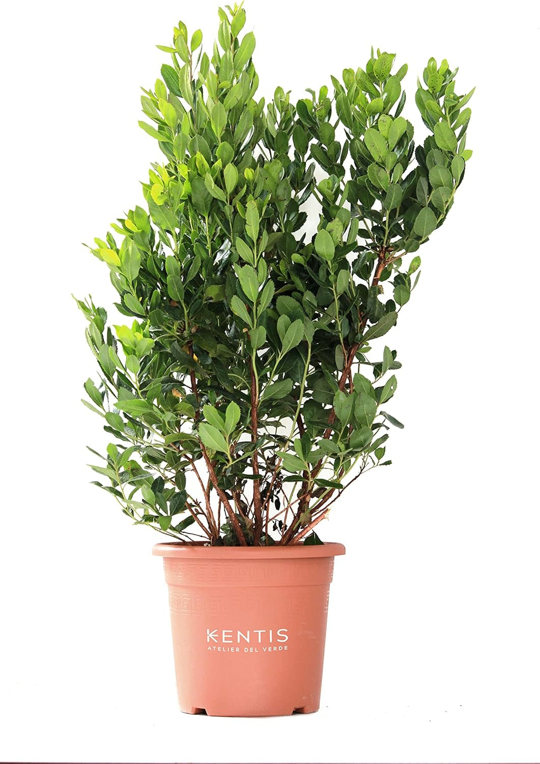 KENTIS - Căpșun (Arbutus unedo) – Plante rezistente pentru grădină – Veșnic verde, plantă adevărată – Înălțime 80-100 cm, ghiveci Ø 24 cm