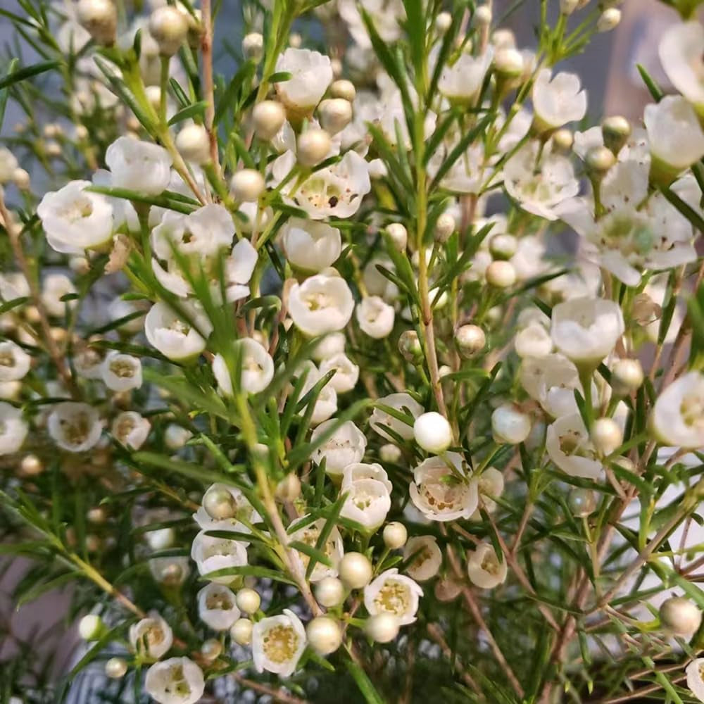 Chamelaucium Uncinatum - Gartenpflanzen Winterhart Mehrjährig Minigarten Für Sonnige Plätze Schnell Wachsende Sträucher Garten Baumsamen Bonsai Luftreinigende Zimmerpflanzen Bonsaibaum 55Samen