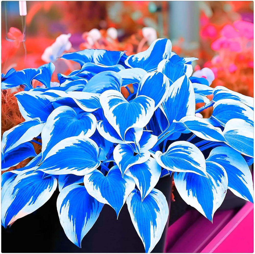 Amestec de bulbi de flori, Bec magic misterios, Plantare rezistentă, Bulb de flori perene rezistent la iarnă, Bulbi rezistenți - 3 bulbi de orhidee