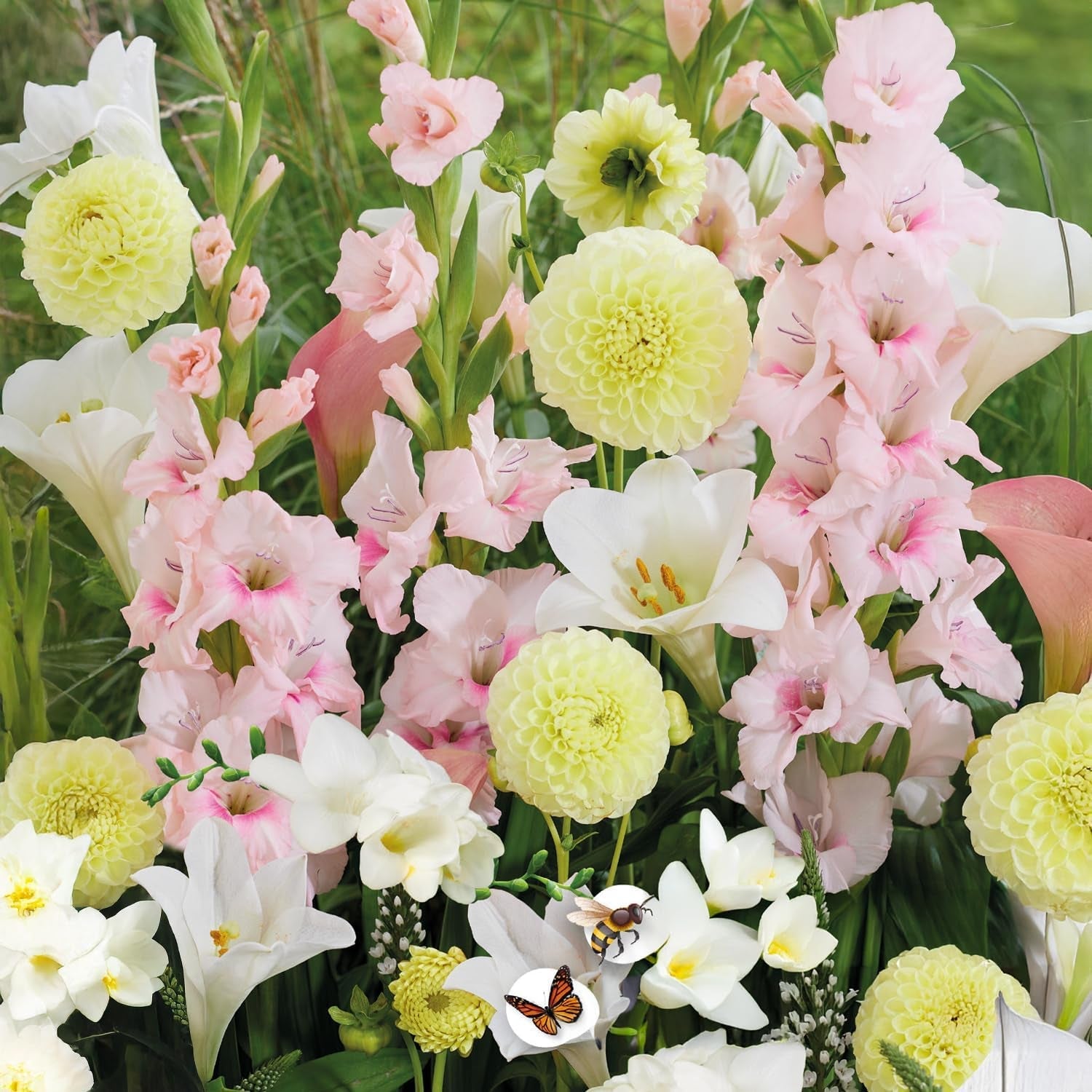 Blumenzwiebeln | Zwiebeln von den besten niederländischen Produzenten | Auswahl und Qualitätskontrolle | Blühgarantie. (15 Crocosmia Mischung)