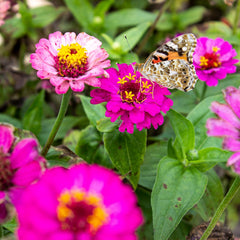 Amestec de flori Butterfly Meeting: 100g semințe premium de flori fluture - Semințe de albine prietenoase cu insectele, semințe de flori perene și anuale pentru pajiști - Semințe de flori sălbatice de la OwnGrown