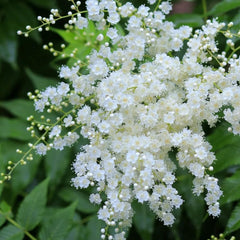 Sorbaria Sorbifolia, Fiederspiere, Exotische Wildblumensamen Mehrjährig Winterhart Alte Sorten Winterharte Für Garten 150Samen