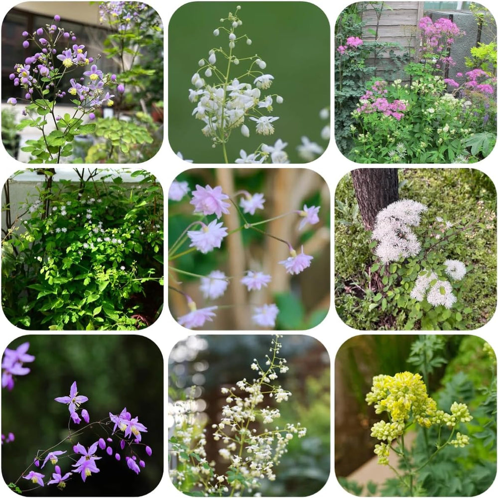 Thalictrum Aquilegifolium Hochbeet Für Sonnige Plätze Bodendecker Winterhart Mehrjährig Steingartenpflanzen Gartenblumen 350Samen