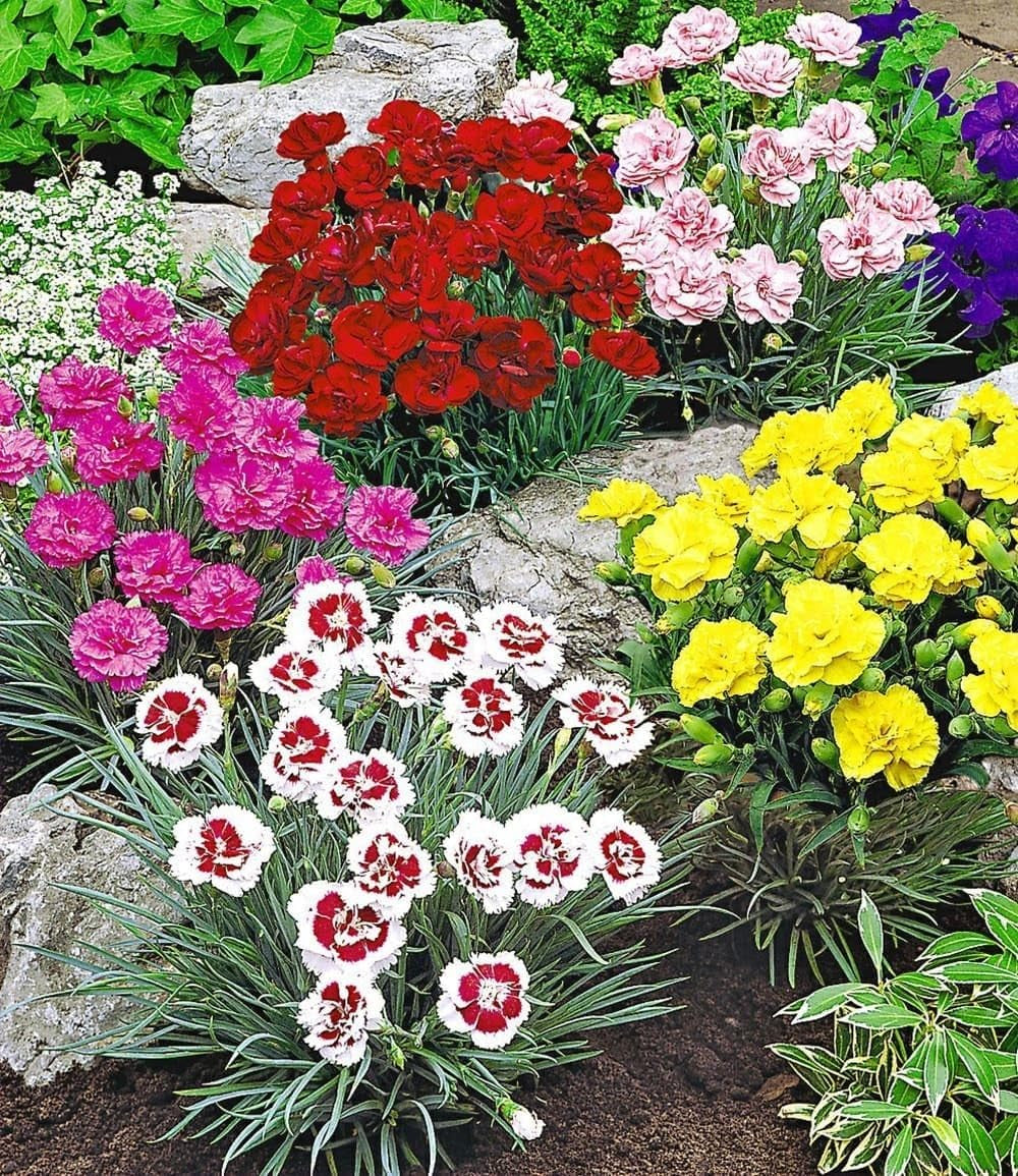 BALDUR Garten 5Er Prachtmischung 'Duft-Gartennelken', Pflanzen Im 9X9 Cm-Topf, Dianthus Plumarius, Winterharte Staude, Trockenresistent, Mehrjährig, Bienenfreundlich, Pflegeleicht, Blühend